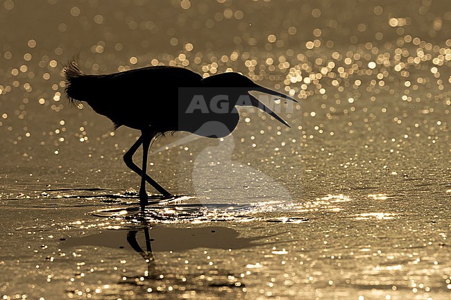 Snowy Egret (Egretta thula) hunting in morning light in Florida USA. stock-image by Agami/Marcel Burkhardt,