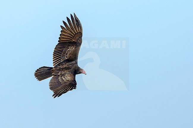 Turkey Vulture, Cathartes aura, flying overhead in North America. stock-image by Agami/Brian E Small,