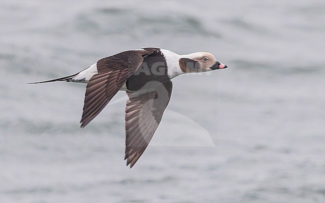 Male Long-tailed Duck (Clangula hyemalis), winter plumage, in flight. stock-image by Agami/Lennart Verheuvel,