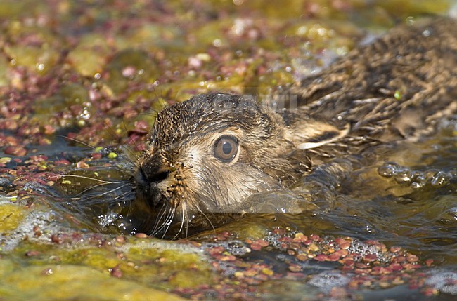 Europese Haas in de sloot; European Hare swimming stock-image by Agami/Hans Gebuis,