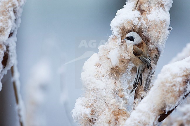 Eurasian Penduline Tit - Beutelmeise - Remiz pendulinus ssp. pendulinus, France (Alsace), male, wintering bird stock-image by Agami/Ralph Martin,