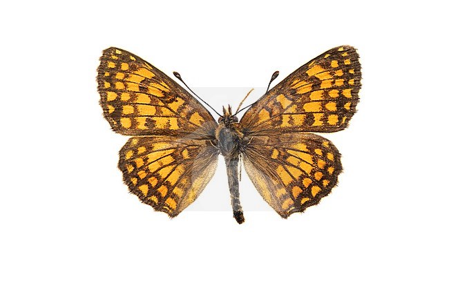 Heath Fritillary, bosparelmoervlinder, Melitaea athalia stock-image by Agami/Wil Leurs,