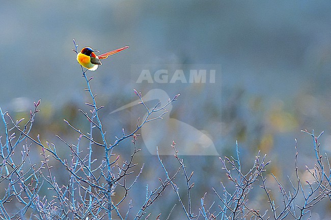 Male Fire-tailed Sunbird, Aethopyga ignicauda, in Nepal. stock-image by Agami/Dani Lopez-Velasco,