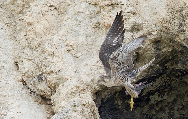 Volwassen Lannervalk verlaat nest, Adult Lanner Falcon leaving nest stock-image by Agami/Markus Varesvuo,