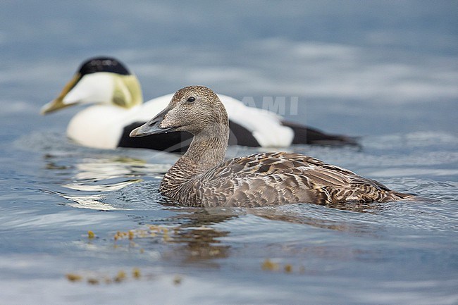 Common Eider (Somateria mollissima), side view of a pair swimming in the water, Western Region, Iceland stock-image by Agami/Saverio Gatto,