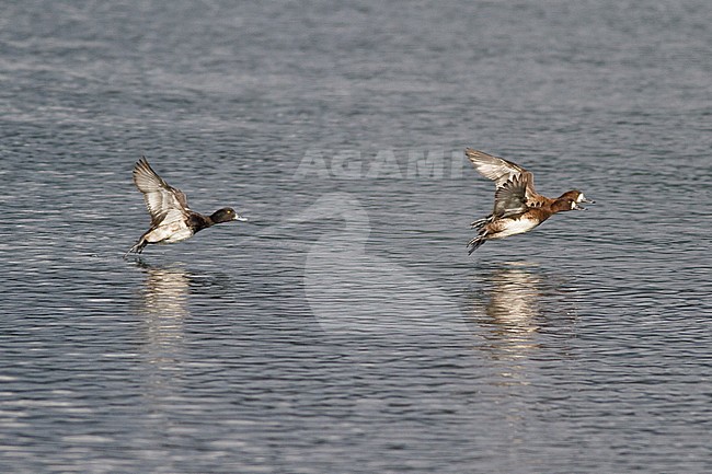 Lesser Scaup (Aythya affinis) flying in Victoria, BC, Canada. stock-image by Agami/Glenn Bartley,