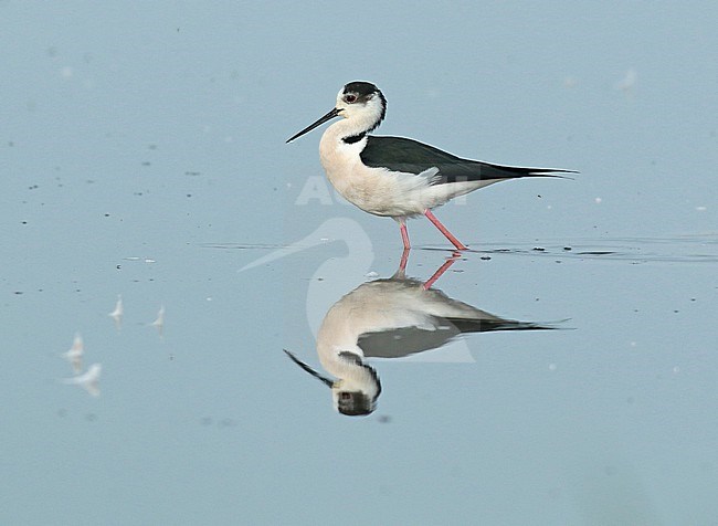 Male Black-winged Stilt looking for food in shallow water. The reflection is almost perfect. stock-image by Agami/Renate Visscher,