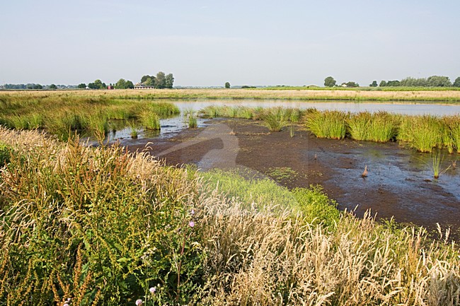 Groene Jonker, Zevenhoven, Netherlands stock-image by Agami/Marc Guyt,