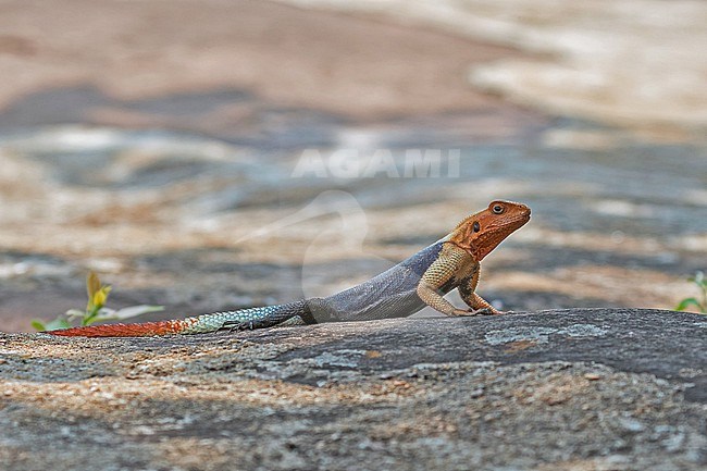 Common Agama (Agama agama) in Angola. Also known as red-headed rock agama or rainbow agama. stock-image by Agami/Pete Morris,