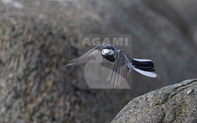 White Wagtail (Motacilla alba alba) in flight at Helsingør, Denmark stock-image by Agami/Helge Sorensen,