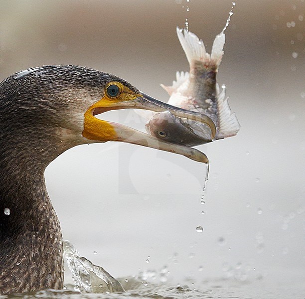 Cormorant (Phalacrocorax carbo) Hungary January 2014 stock-image by Agami/Markus Varesvuo,