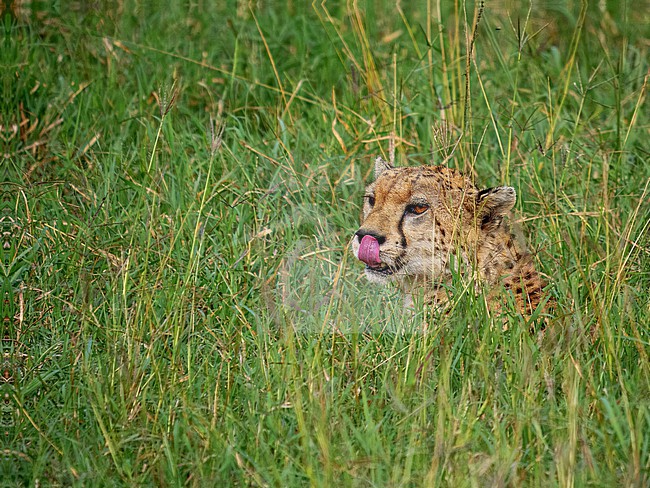 Cheetah, Acinonyx jubatus. Close-up of Cheetah in the high grass stock-image by Agami/Hans Germeraad,