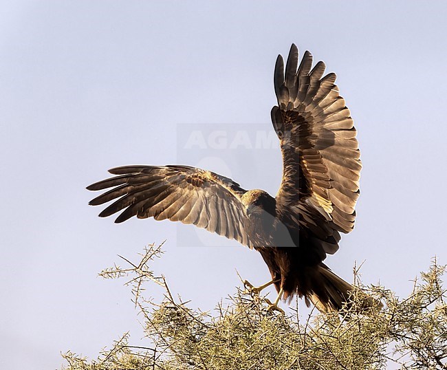 Marsh Harrier (Circus aeruginosus) juvenile landing in a tree stock-image by Agami/Roy de Haas,