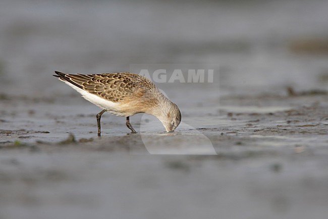 Diep in de bagger (2 van 3); Deep in the mud (2/3) stock-image by Agami/Arie Ouwerkerk,