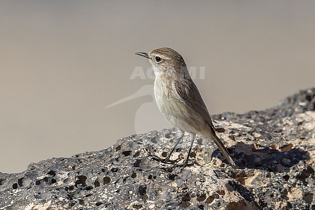 Female perched near Hostel stock-image by Agami/Vincent Legrand,