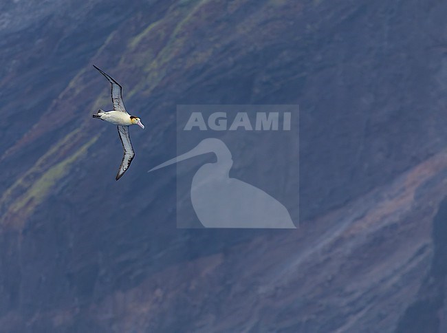 Short-tailed Albatross (Phoebastria albatrus) at sea off Torishima island, Japan. Also known as Steller's albatross. stock-image by Agami/Marc Guyt,