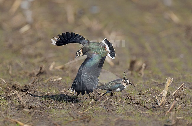 Fighting and flying Northern Lapwing (Vanellus vanellus) on a field showing upperside stock-image by Agami/Ran Schols,