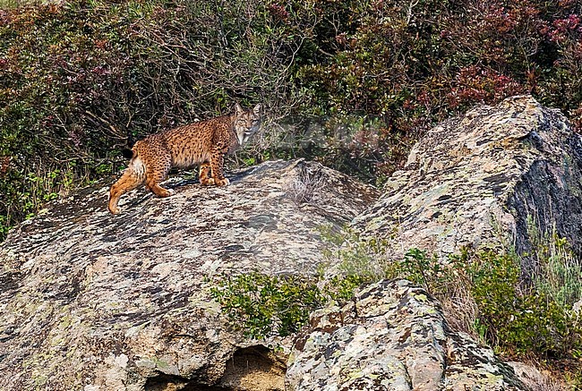 This endangered female Iberian Lynx was taked from 150m far she was with his young searching for prey, Sierra Morena, Adalucia, Spain. stock-image by Agami/Vincent Legrand,