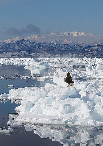 Steller-zeearenden Zeearenden op ijs, Stellers Sea-eaglee and White-tailed Eagles perched on ice stock-image by Agami/Markus Varesvuo,