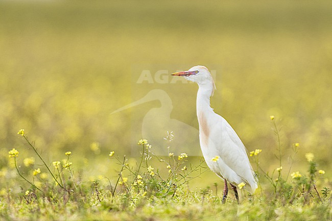Koereiger, Cattle Egret, Bubulcus ibis stock-image by Agami/Menno van Duijn,