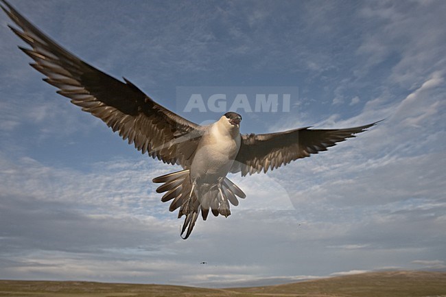 Long-tailed Skua adult defending its nest; Kleinste Jager volwassen zijn nest verdedigend stock-image by Agami/Jari Peltomäki,