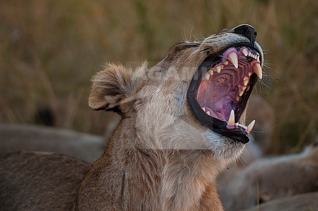 Close up of a lioness, Panthera leo, yawning. Khwai Concession Area, Okavango Delta, Botswana. stock-image by Agami/Sergio Pitamitz,