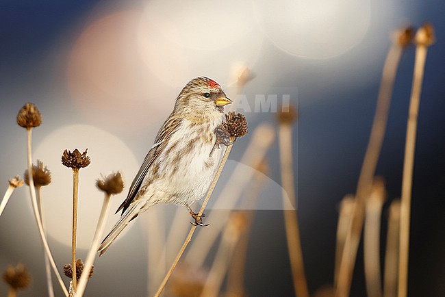 a Common Redpolls witk back light stock-image by Agami/Chris van Rijswijk,