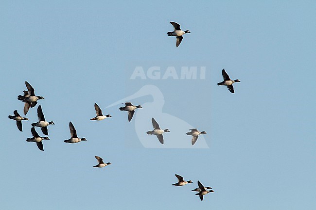 Barrow's Goldeneye's (Bucephala islandica) flying above tidal flat in Southeast Alaska. stock-image by Agami/Edwin Winkel,