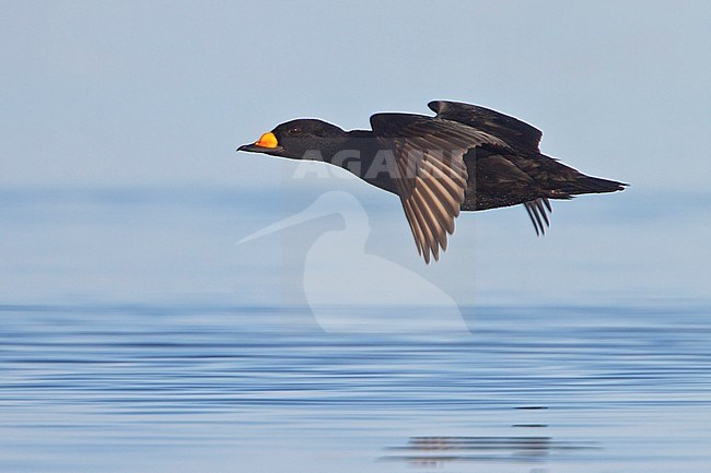 Black Scoter (Melanitta americana) flying over the Hudson's Bay in Manitoba, Canada. stock-image by Agami/Glenn Bartley,
