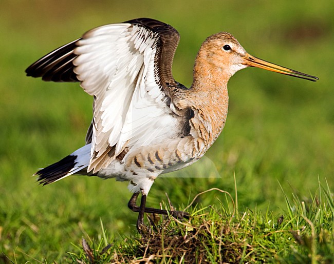 Grutto in weiland; Black-tailed Godwit in meadow stock-image by Agami/Marc Guyt,