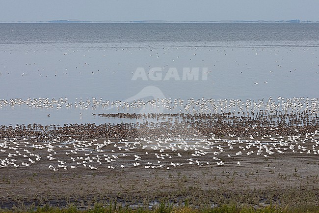 Grote groepen vogels in Westhoek; Bird flocks at Westhoek stock-image by Agami/Marc Guyt,
