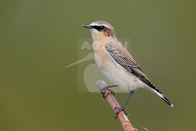 Northern Wheatear (Oenanthe oenanthe), side view of a male in autumn perched on a branch, Campania, Italy stock-image by Agami/Saverio Gatto,
