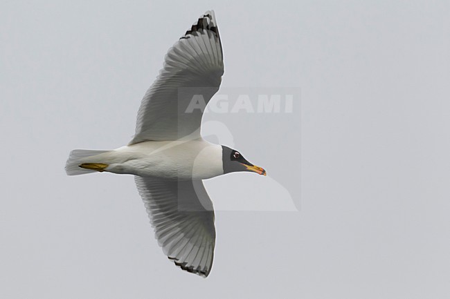 Gabbiano di Pallas; Great Black-headed Gull; Ichthyaetus ichthyaetus stock-image by Agami/Daniele Occhiato,
