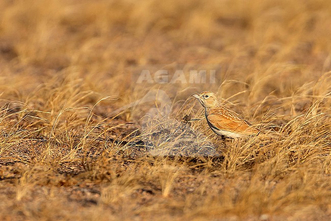 African Dunn’s Lark (Eremalauda dunni) stock-image by Agami/David Monticelli,