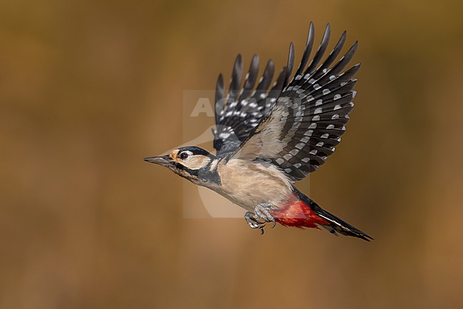 Great Spotted Woodpecker, Dendrocopos major, in Italy. stock-image by Agami/Daniele Occhiato,