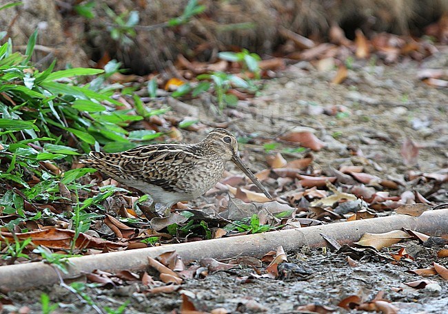 Swinhoe's Snipe (Gallinago megala) wintering in Singapore, foraging on open forest floor. stock-image by Agami/James Eaton,