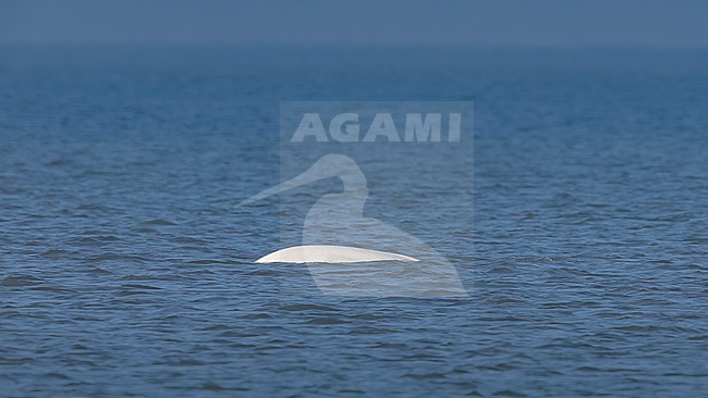 Beluga Whale (Delphinapterus leucas) swimming off Julianadorp, Noord Holland, the Netherlands. stock-image by Agami/Vincent Legrand,