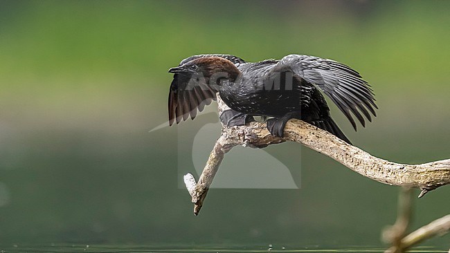 Adult summer plumage Pygmy Cormorant (Microcarbo pygmaeus) perched on a branch over a pool in Wolluwé Saint Lambert, Brussels, Brabant, Belgium. stock-image by Agami/Vincent Legrand,