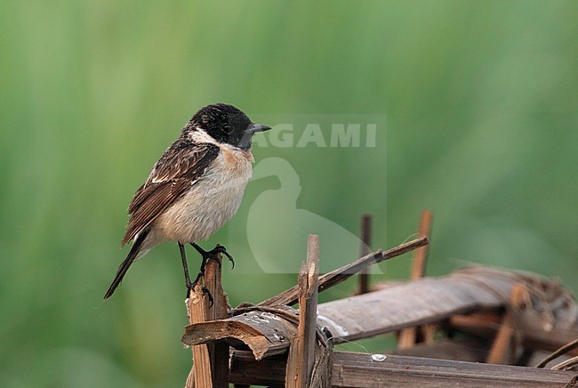 Male Stejneger's Stonechat (Saxicola stejnegeri) wintering in Thaton Paddyfields in northern Thailand. stock-image by Agami/Helge Sorensen,
