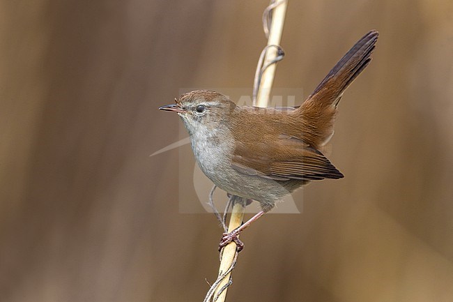 Cetti's Warbler, Cettia cetti, in Italy. Perched on a twig. stock-image by Agami/Daniele Occhiato,