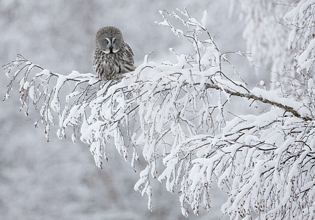 Laplanduil zittend in boom met sneeuw; Great Grey Owl perched in tree with snow stock-image by Agami/Markus Varesvuo,