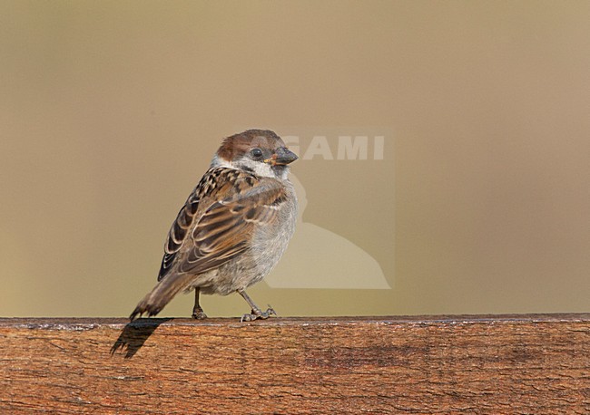 Ringmus, Eurasian Tree Sparrow, Passer montanus stock-image by Agami/Marc Guyt,