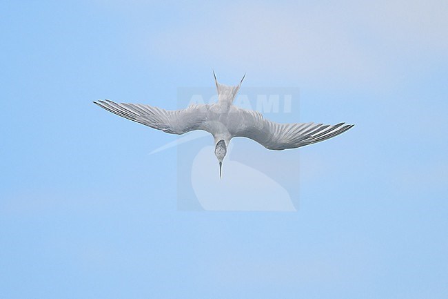 Sandwich tern (Thalasseus sandvicensis), about to dive, with the blue sky and clouds as background. stock-image by Agami/Sylvain Reyt,