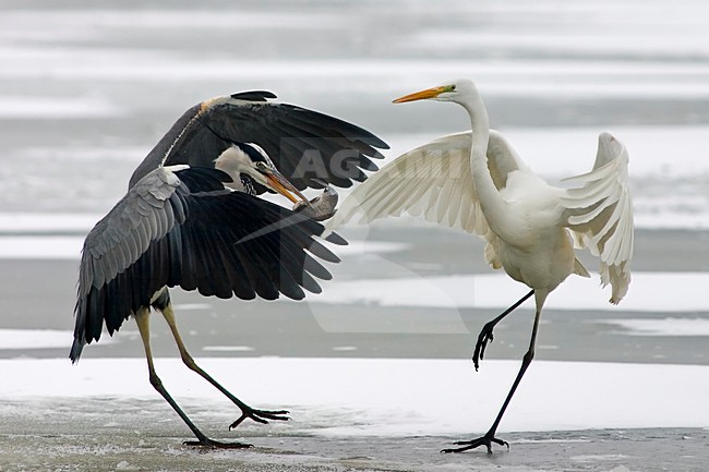 Grote Zilverreiger en Blauwe Reiger vechtend om vis; Great Egret and Grey Heron fighting for fish stock-image by Agami/Bence Mate,
