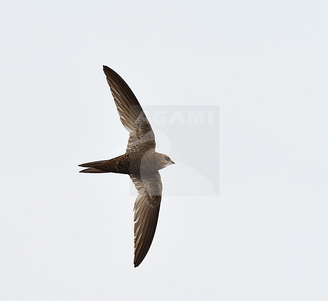 Pallid Swift (Apus pallidus) in flight during autumn in northern Spain. stock-image by Agami/Laurens Steijn,
