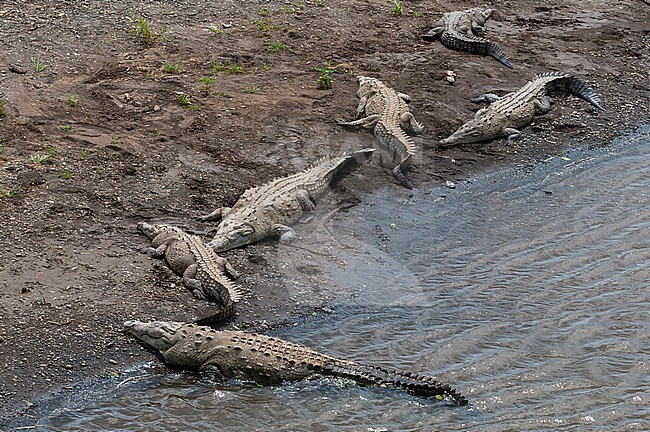American crocodiles, Crocodylus acutus, basking on the banks of the Tarcoles River. Tarcoles River, Carara National Park, Costa Rica. stock-image by Agami/Sergio Pitamitz,