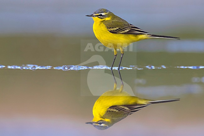 Spring male Blue-headed Wagtail (Mortacilla flava flava) in Italy. stock-image by Agami/Daniele Occhiato,