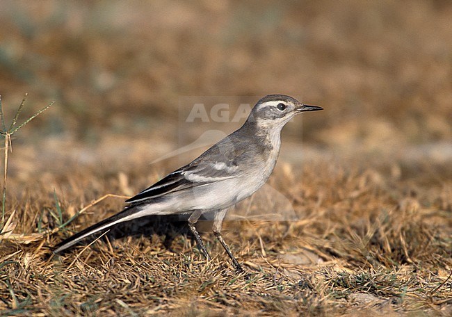 Citroenkwikstaart, Citrine Wagtail stock-image by Agami/Mike Danzenbaker,