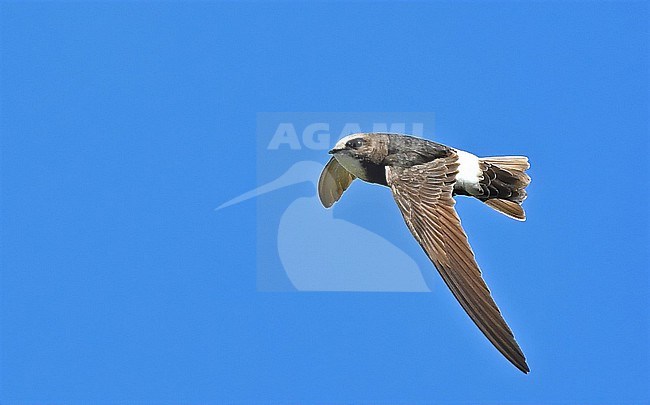 Apus affinis stock-image by Agami/Eduard Sangster,