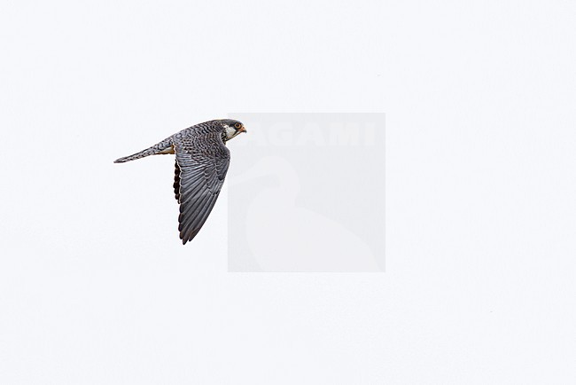 adult female Amur falcon (Falco amurensis) in flight, found in Dornod Aimag in Mongolia stock-image by Agami/Mathias Putze,